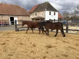 Historische Mühle - Pferdehaltung