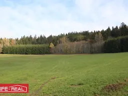 sonniges Grünland mit Wald
