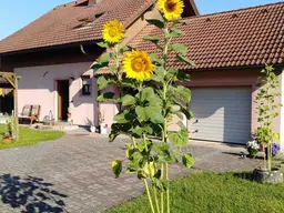 Ihr neues Zuhause in Gralla – Leicht sanierungsbedürftiges Einfamilienhaus mit viel Platz, Ruhe und Möglichkeiten
