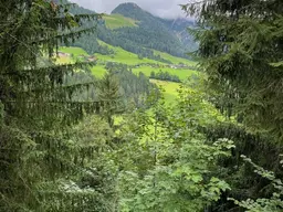 WALD - Bereich Reith im Alpbachtal &amp; Alpbach