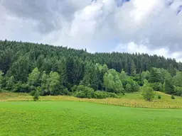 Waldfläche Thomatal Ost