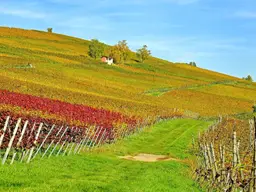 GESUCHT! AUSPFLANZRECHT FÜR WEINBAU IN GANZ ÖSTERREICH!