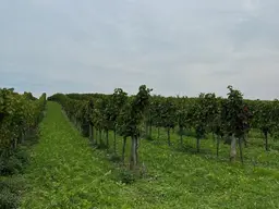Weingarten im Weinviertel, provisionsfrei!