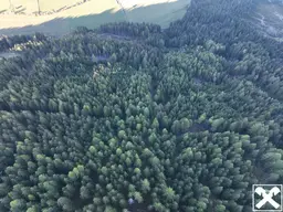 Waldfläche mit nachhaltigem Entwicklungspotenzial