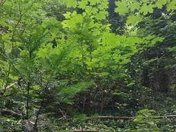 1872 m² Bauland ohne Bauverpflichtung