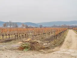 SUPERPREIS IM WEINORT SOOSS ! GRUNDSTÜCK mit BESTANDSGEBÄUDEN für GEWERBLICHE oder PRIVATNUTZUNG