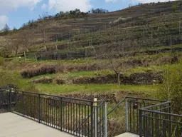 Nahe an den Weinberge und Blick zur Ruine Senftenberg-pures Wohnerlebnis