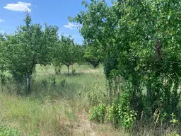 Marillenbaum-Plantage zum Verkauf