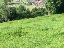 Wiese 2-mähdig und Weidefläche