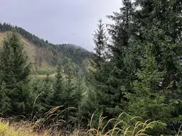 Pacht: 660 ha Jagdrevier mit Rotwild und Gams
