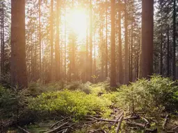 3,25 ha Waldgrundstück in Semriach