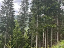 16,5 ha Wald eine solide Wertanlage - nahe Gesäuse