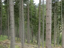 5 ha Waldfläche I Knittelfeld Umgebung