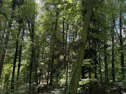9,2 ha Wald nahe Gleisdorf