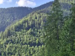 32 ha Wald mit Fischteich und Hütte