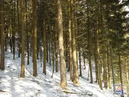 Wald in Birkfeld zu verkaufen!