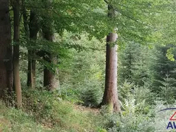 Ca. 3 ha große Waldfläche in St. Leonhard bei Freistadt zu verkaufen!