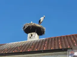 Größerer Baugrund mit Altbestand!