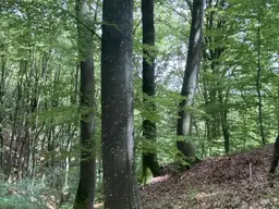 Wohnhaus mit Nebengebäuden und Grund!