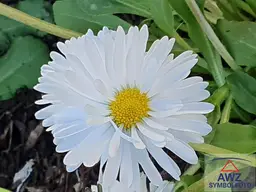 OÖ - Gärtnerei/Floristik zu verkaufen