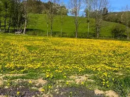 Apfelblüte im Mostviertel - Baugründe in wunderschöner, sonniger Lage!