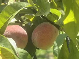 Hörzendorf - noch heuer die eigenen Pfirsiche ernten
