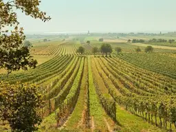 Landwirtschaftliche Fläche mit ertragreichem Weingarten in der Ried „Oberer Satz“ – Gemeinde Jois