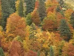 Dein eigener Wald - ohne Provision Misch-Wälder im Südburgenland