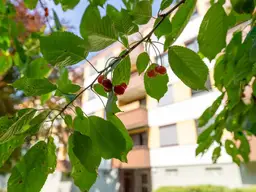 3-4 Zimmer Wohnung "Cherry"