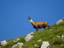 326 ha Eigenjagd / Gebirgsjagd in Salzburg zu verkaufen (Rot-/Reh-/Gamswild)