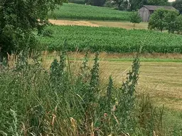 Bauernhaus mit großem Grundstück in Harmisch