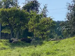 Ihr Ausblick: Schafe und Natur - und dennoch Stadtnähe