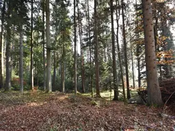 ca. 10 ha gut erschlossene Waldfläche