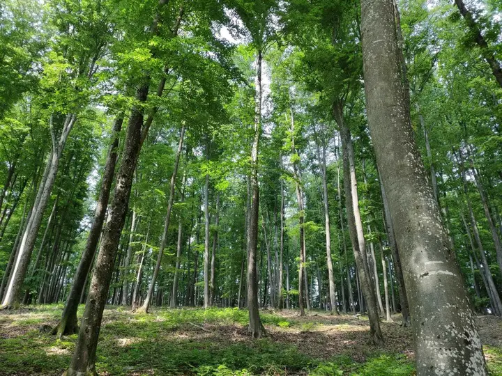 Mischwald in Gamlitz