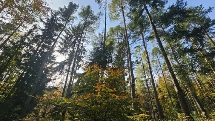 wald
