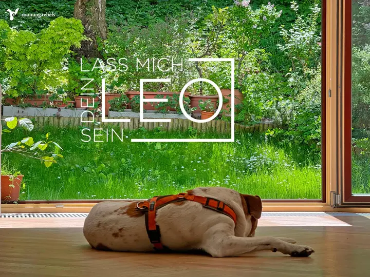 LEO.jpg
