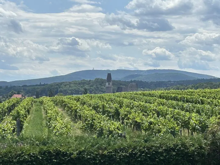 Weingartenblick
