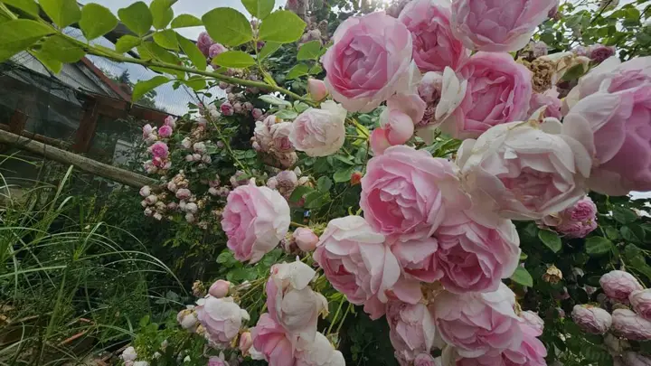Impression Rosengarten