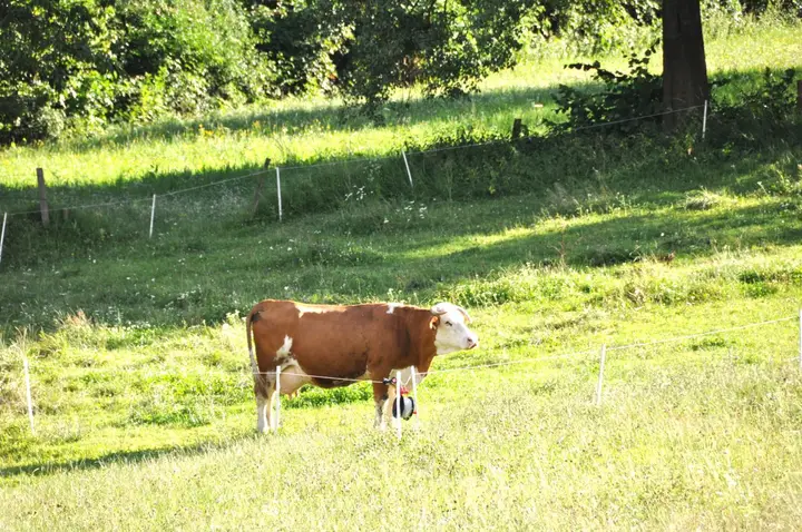Grundstück