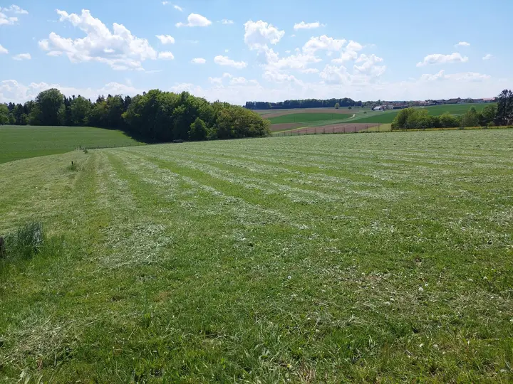 Wiese 1