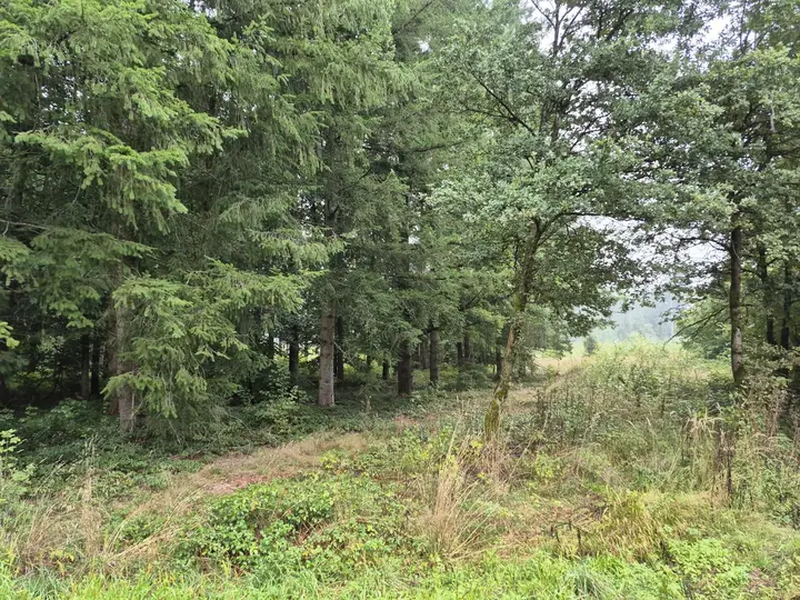 Wald 1