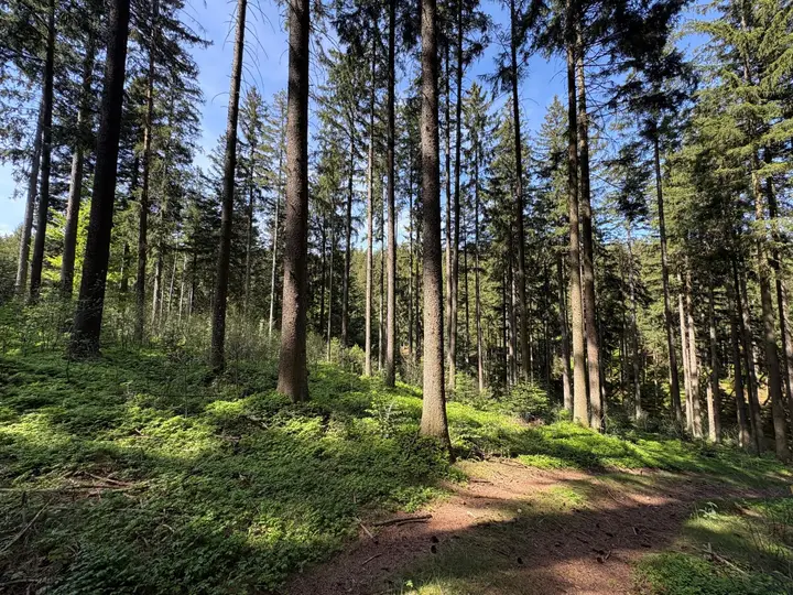 Wald
