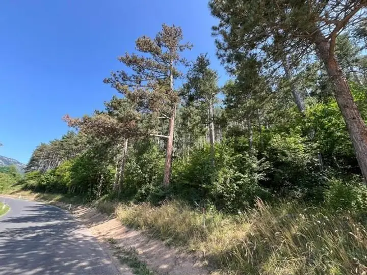 Wald