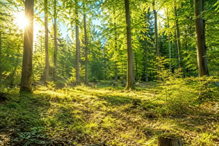 Waldgrundstück Symbolfoto