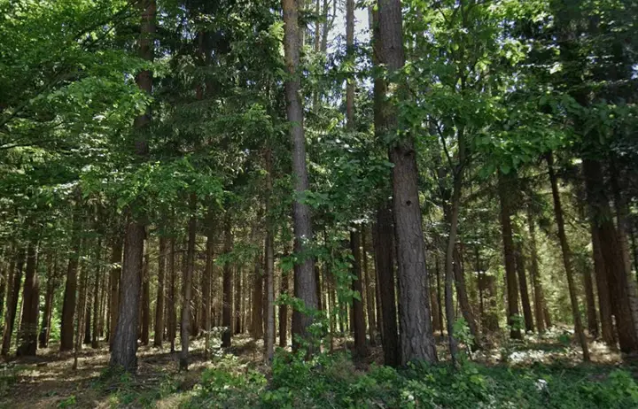 Wald