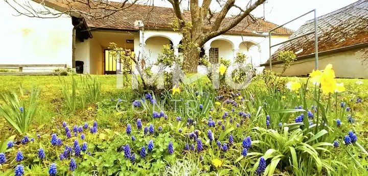 Wiese mit Blumen im Garten