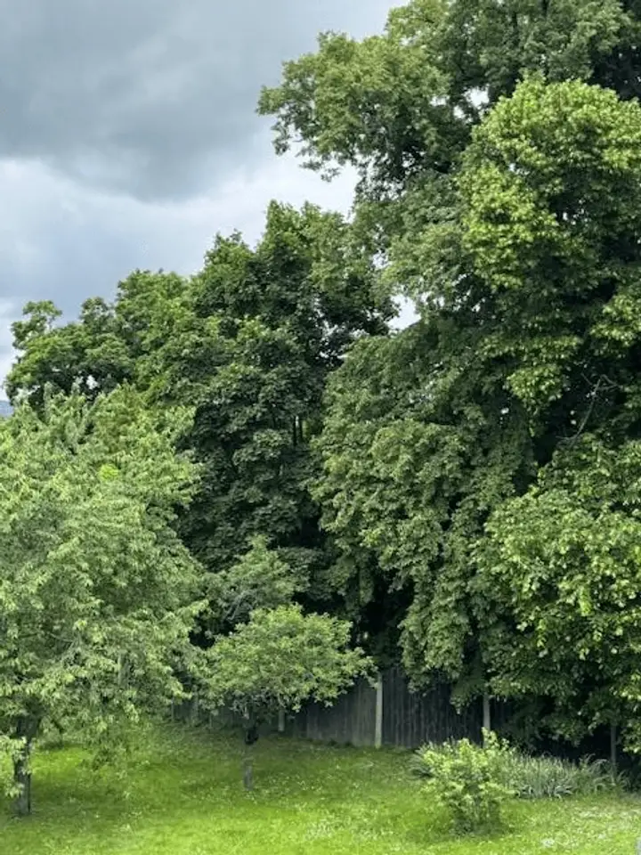 Baum