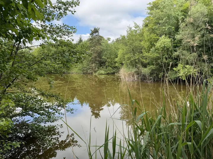 Teich