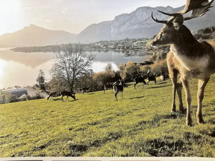 Titelbild mit Dammwild