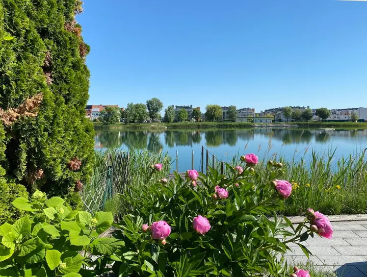 Blick Pfingsrosen